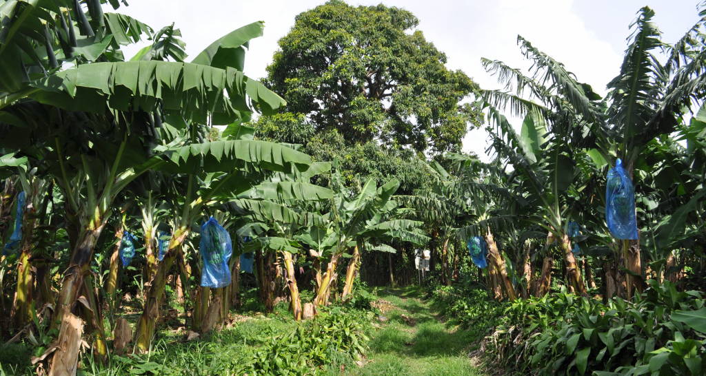 Bananenplantage: Die Bananen werden in blauen Müllsäcken verpackt.